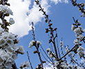 Orchard Blossom 108